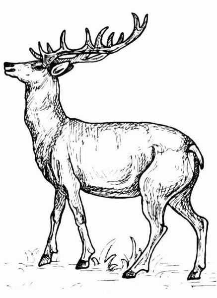 Благородный олень раскраска