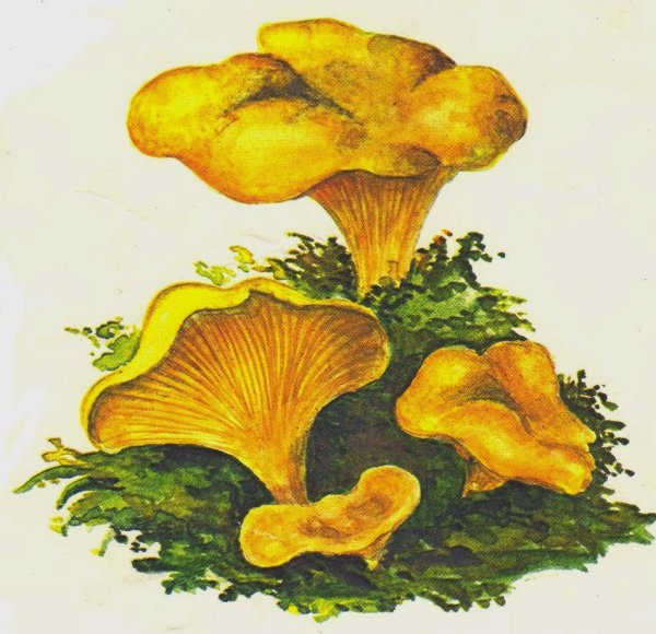 Гриб Лисичка для детей