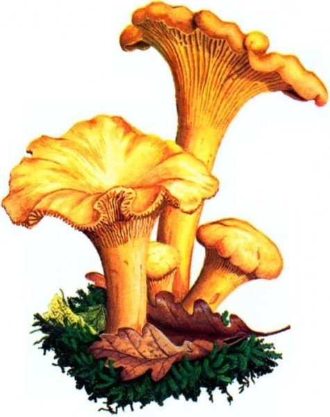 Гриб Лисичка карандашом
