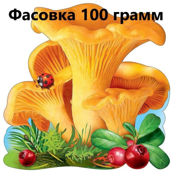 Гриб Лисичка рисунок для детей