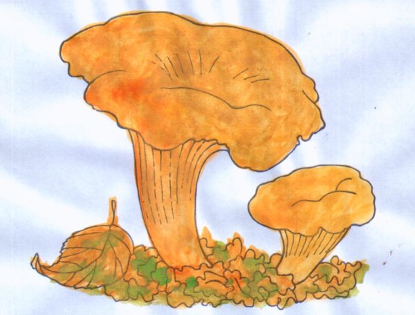 Грибы лисички картинки раскраски