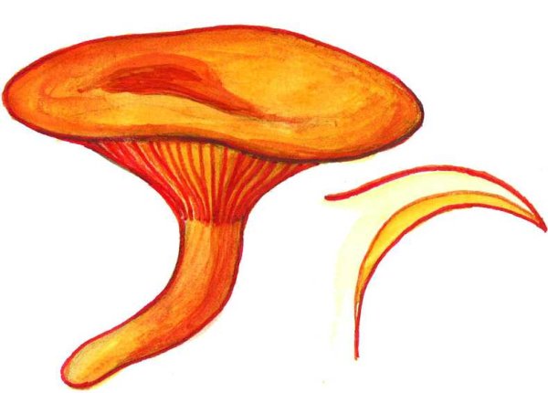 Грибы лисички на прозрачном фоне