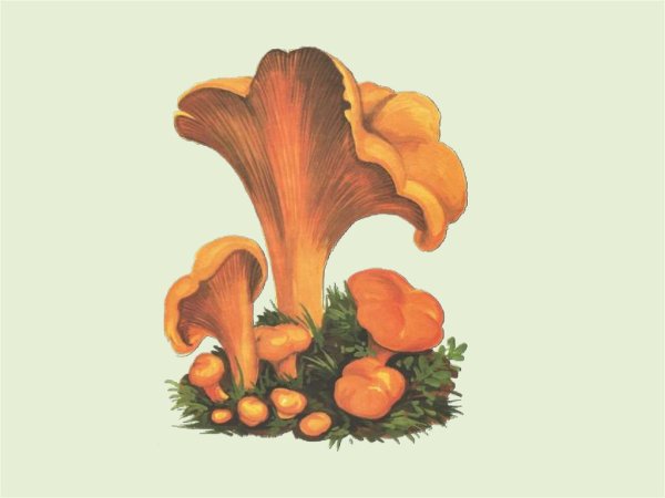 Гриб Лисичка для детей