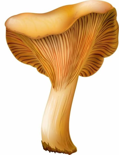 Гриб Лисичка для детей