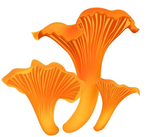 Гриб Лисичка для детей