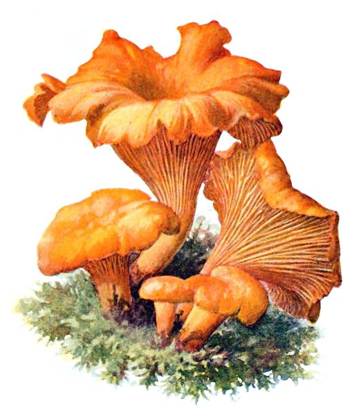 Гриб Лисичка картинка для детей раскраска