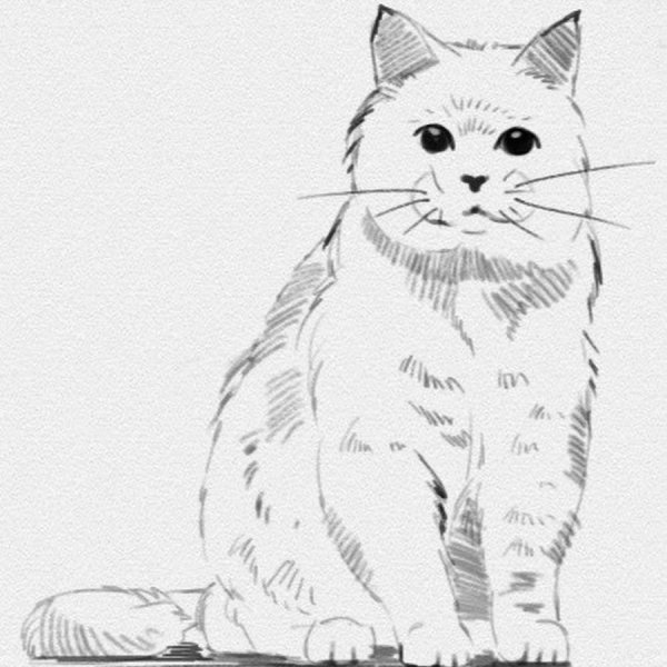 Сидячая кошка карандашом