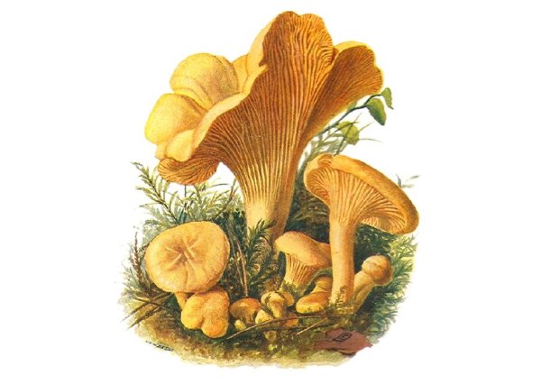 Гриб Лисичка для детей