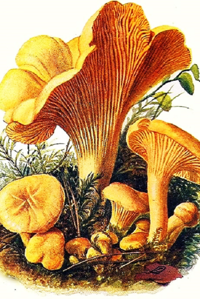 Гриб Лисичка для детей