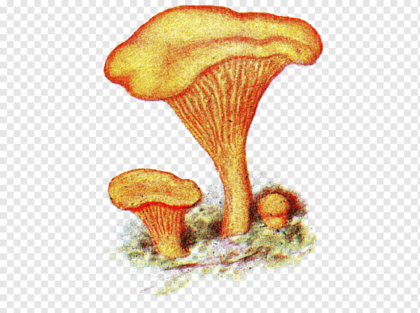 Ложная Лисичка гриб рисунок