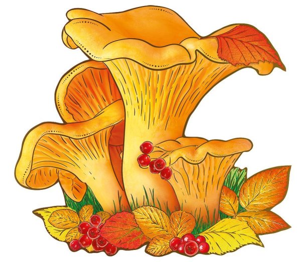 Гриб Лисичка для детей