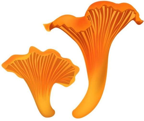 Грибы для детей на прозрачном фоне