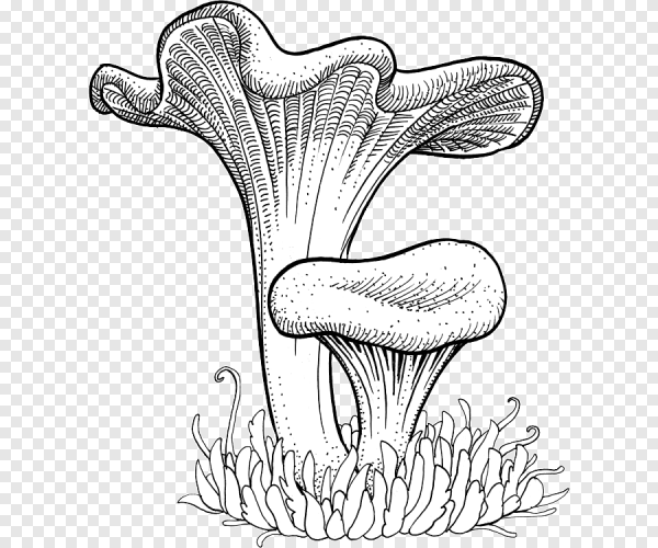 Лисичка гриб на белом фоне