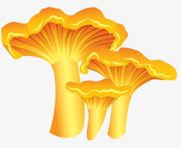 Лисички грибы Ботаническая живопись