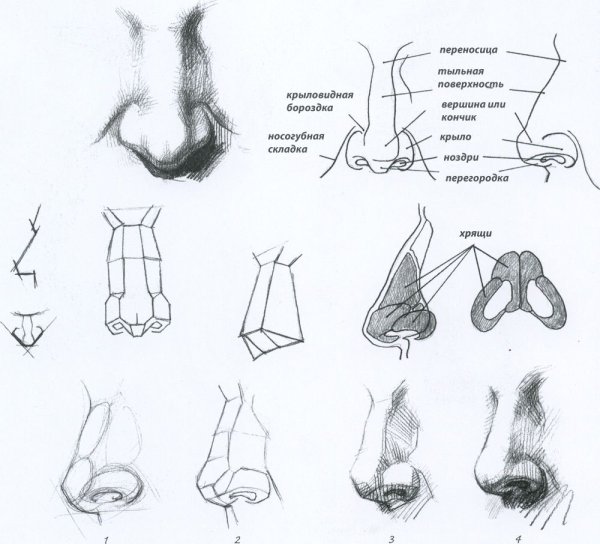 Обрубовка носа Давида