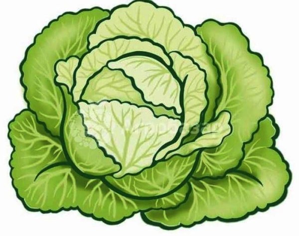 Ребенок в капусте