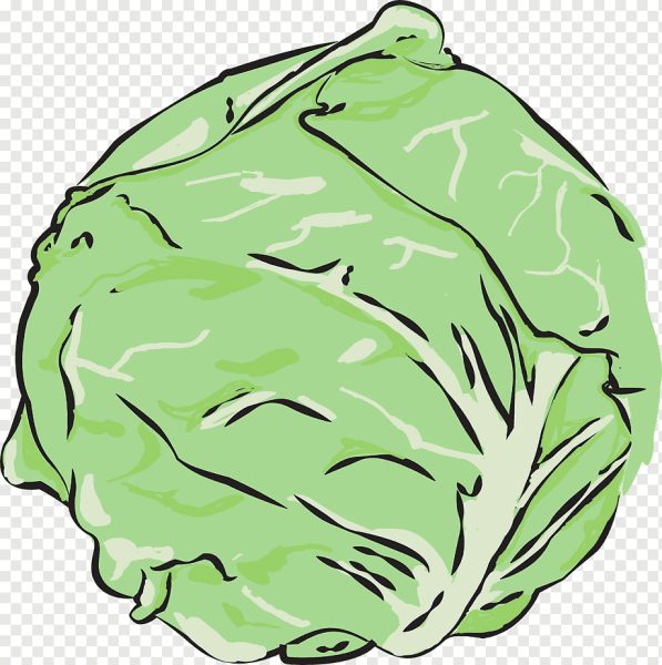 Савойская капуста вектор
