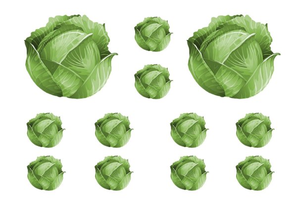 Раскраска овощи капуста