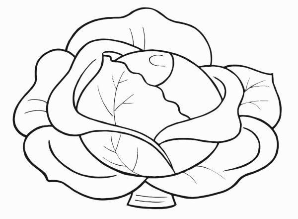 Капуста клипарт