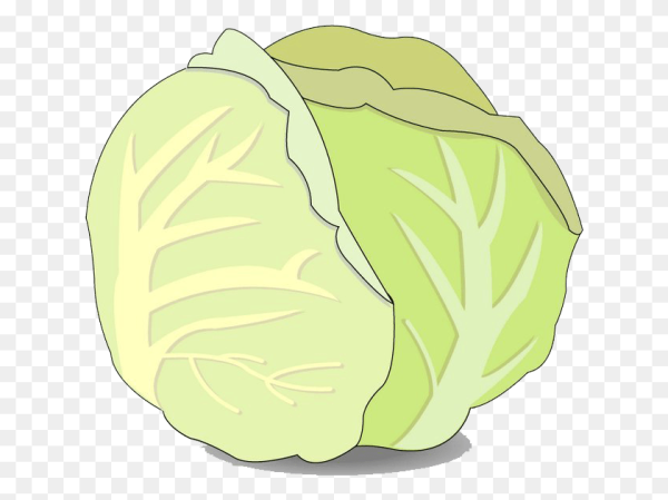 Савойская капуста вектор