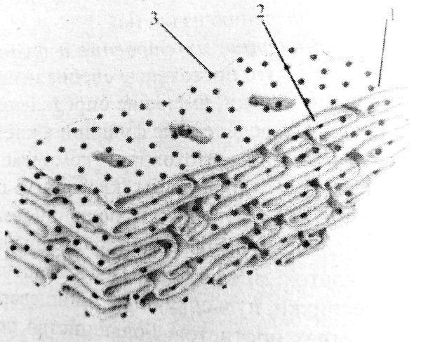 Шероховатая эндоплазматическая сеть строение