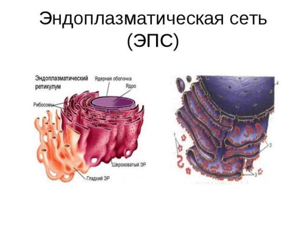 Эндоплазматическая сеть ЭПС В клетке