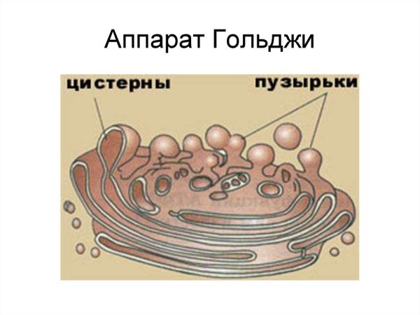 Схема строения аппарата Гольджи рисунок