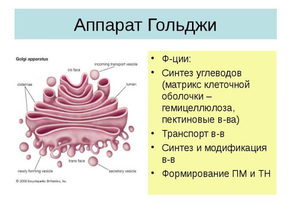 Аппарат Гольджи строение органоида