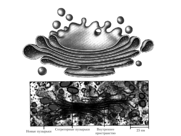 Внутриклеточный сетчатый аппарат (комплекс Гольджи