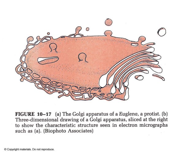Комплекс Гольджи рисунок легкий