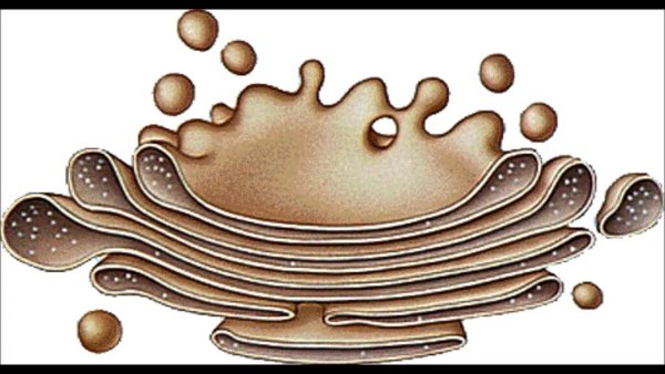 Аппарат Гольджи в клетке