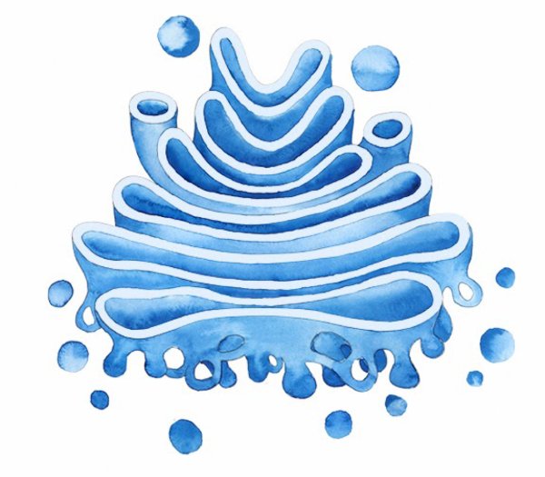 Комплекс аппарат Гольджи