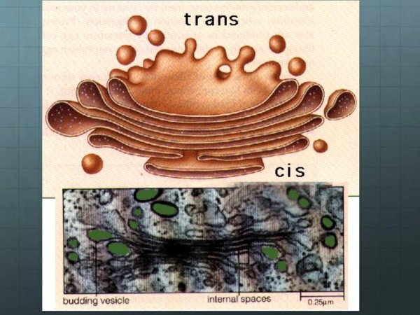Органелла аппарат Гольджи