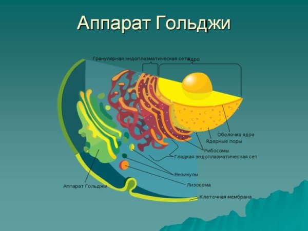 Комплекс Гольджи эукариотической клетки