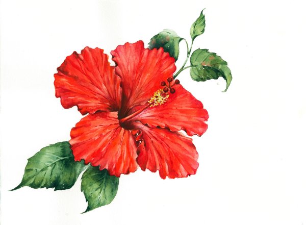 Гибискус тату акварель