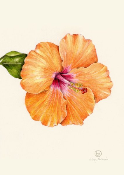 Ботаническая акварель гибискус