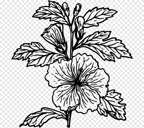 Цветы рисунок