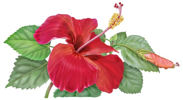 Hibiscus Flower