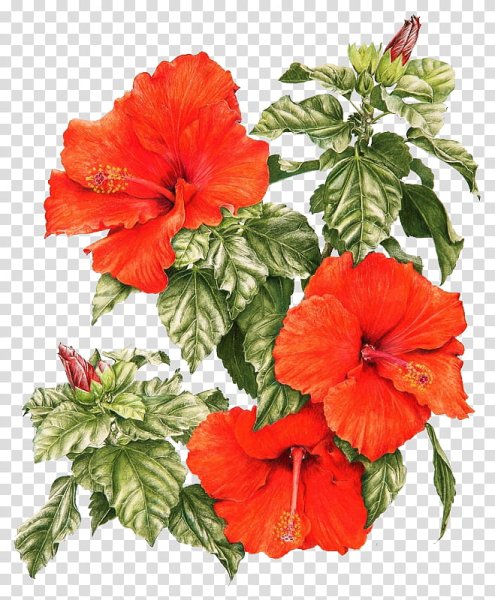 Гибискус тройчатый акварель