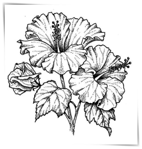 Гибискус эскиз