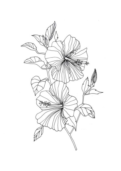 Цветы Графика