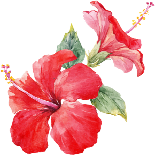 Гибискус букеты акварелью