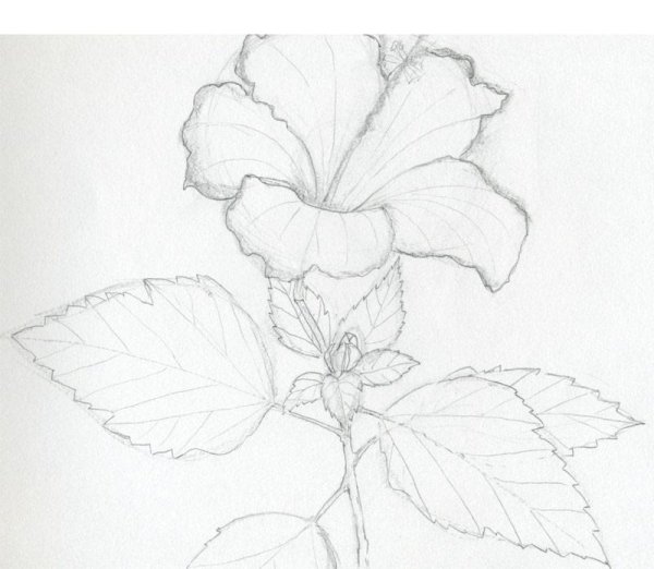 Растения карандашом для срисовки