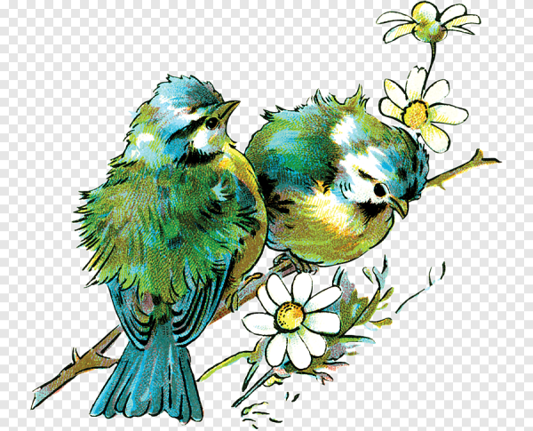 Красивая птица рисунок