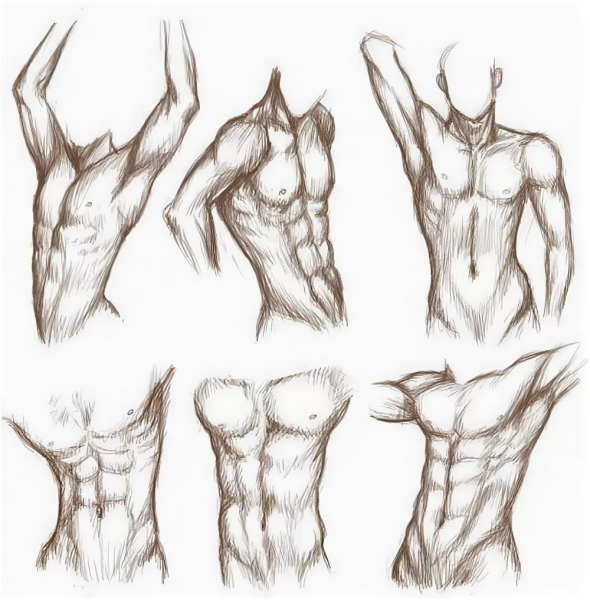 Мужской торс набросок