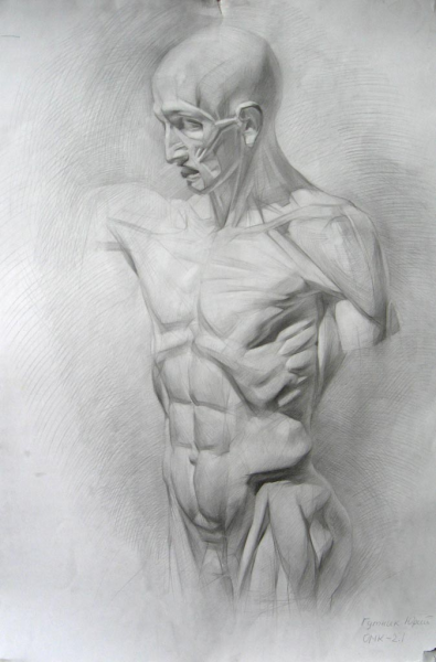 Экорше Мюнхенский торс