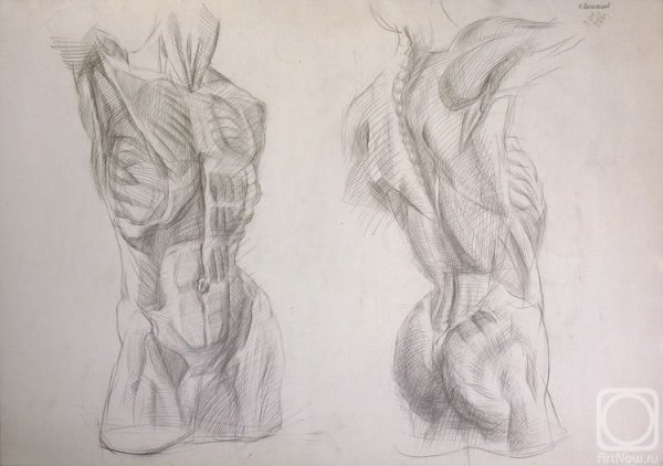 Мужской торс карандашом