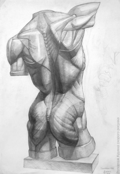 Анатомия мужчины