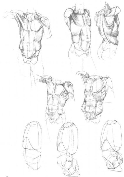 Наброски торса