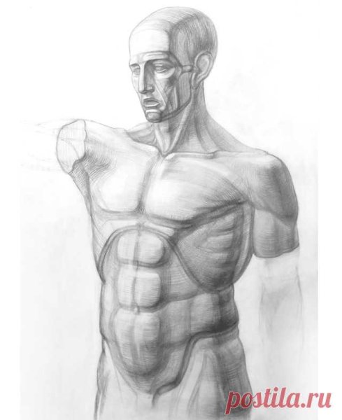 Мужской торс для рисования